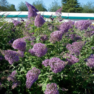Gulliver Budleja Dawida PBR Buddleja davidii 2