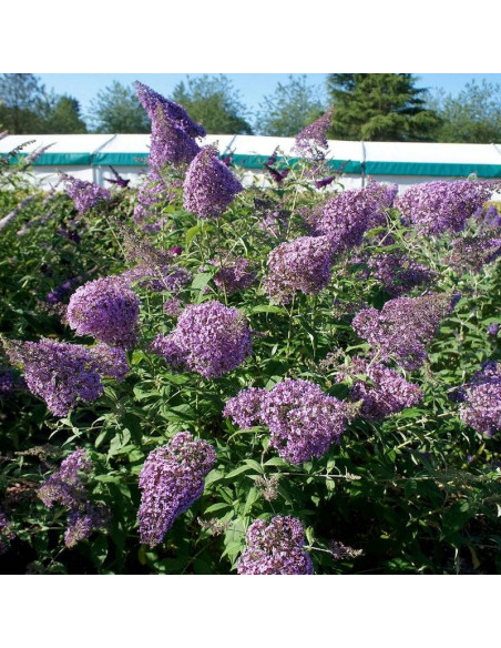 Budleja Dawida Gulliver PBR Buddleja davidii