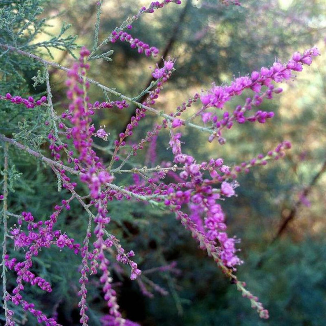 Tamarix tetrandra Tamaryszek czteropręcikowy