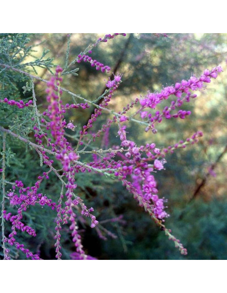 Tamarix tetrandra Tamaryszek czteropręcikowy