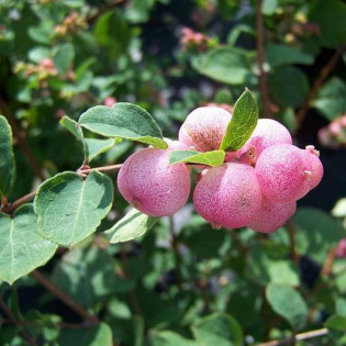 Śnieguliczka Doorenbosa Mother of Pearl Symphoricarpos doorenbosii