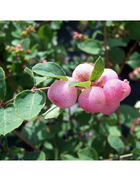Śnieguliczka Doorenbosa Mother of Pearl Symphoricarpos doorenbosii