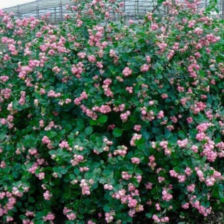 Śnieguliczka Doorenbosa Mother of Pearl Symphoricarpos doorenbosii 2