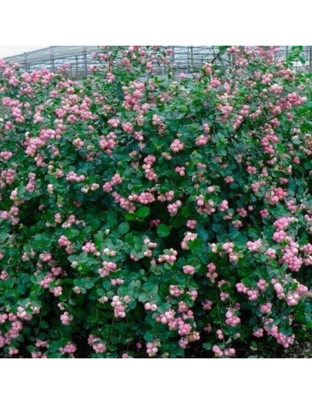 Mother of Pearl Symphoricarpos doorenbosii Śnieguliczka Doorenbosa