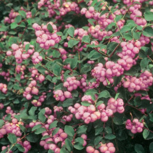Śnieguliczka Doorenbosa Amethyst Symphoricarpos doorenbosii