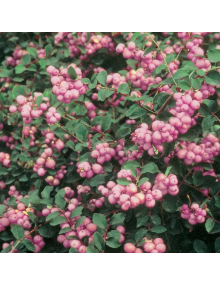 Śnieguliczka Doorenbosa Amethyst Symphoricarpos doorenbosii