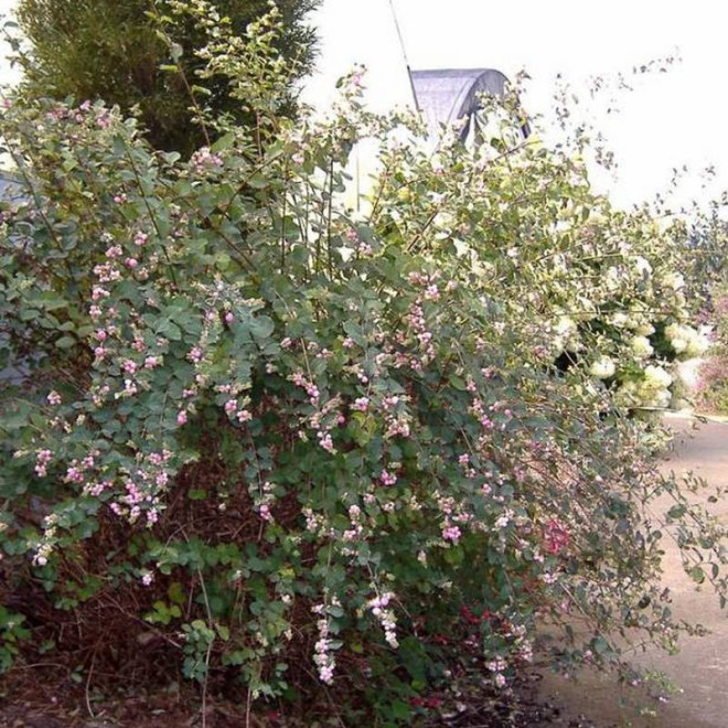 Śnieguliczka Doorenbosa Symphoricarpos doorenbosii Amethyst