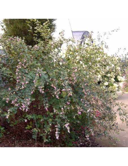 Śnieguliczka Doorenbosa Symphoricarpos doorenbosii Amethyst