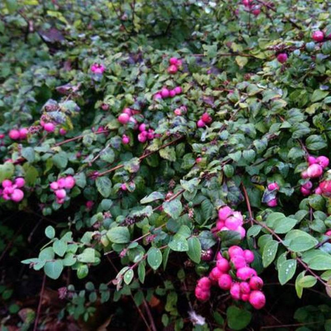 Śnieguliczka Chenaulta Hancock Symphoricarpos chenaultii