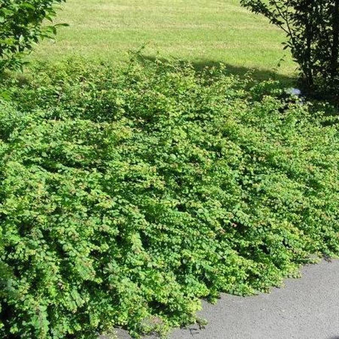 Hancock Symphoricarpos chenaultii Śnieguliczka Chenaulta