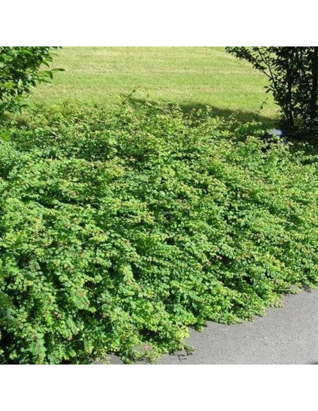 Hancock Symphoricarpos chenaultii Śnieguliczka Chenaulta