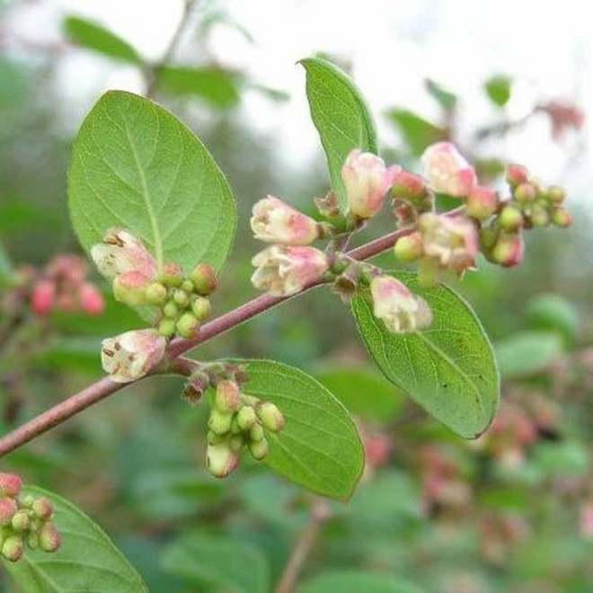 Symphoricarpos chenaultii Śnieguliczka Chenaulta Hancock