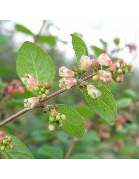 Symphoricarpos chenaultii Śnieguliczka Chenaulta Hancock