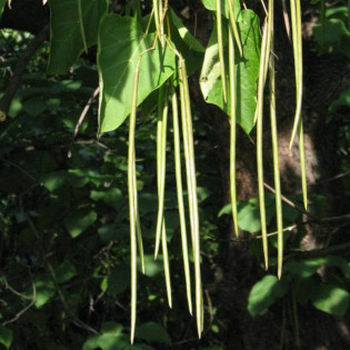 Katalpa Surmia Catalpa bignonioides 2