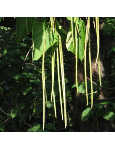 Catalpa bignonioides Katalpa Surmia