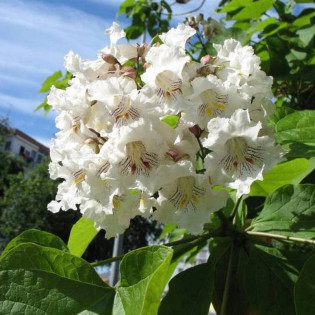 Katalpa Surmia Catalpa bignonioides