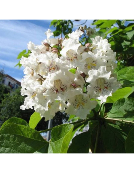 Katalpa Surmia Catalpa bignonioides