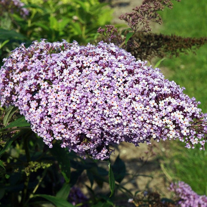 Buddleja davidii Budleja Dawida Gulliver PBR