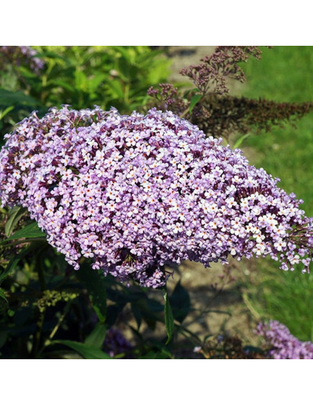 Buddleja davidii Budleja Dawida Gulliver PBR