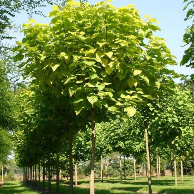 Catalpa bignonioides Katalpa Surmia