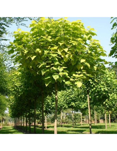 Catalpa bignonioides Katalpa Surmia