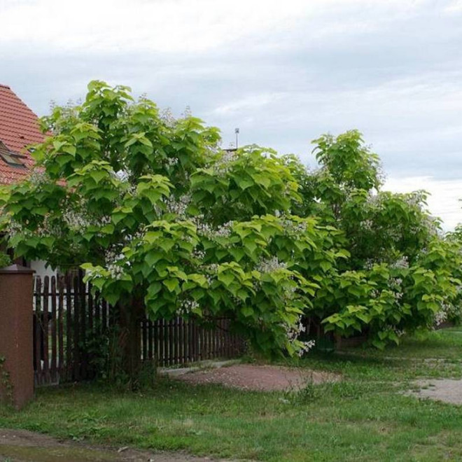 Catalpa bignonioides Katalpa Surmia