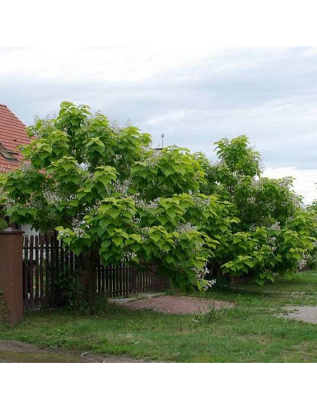 Catalpa bignonioides Katalpa Surmia