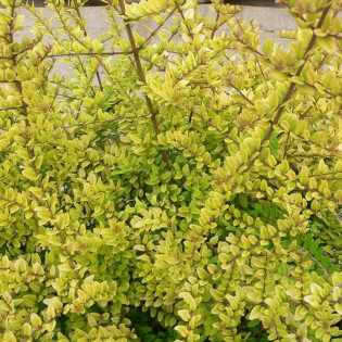 Suchodrzew mirolistny Golden Glow PBR Lonicera nitida 2