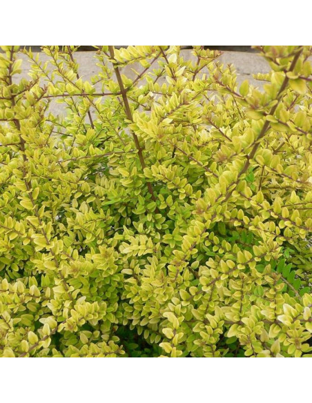 Golden Glow PBR Lonicera nitida Suchodrzew mirolistny