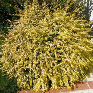 Suchodrzew mirolistny Golden Glow PBR Lonicera nitida