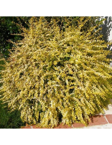 Suchodrzew mirolistny Golden Glow PBR Lonicera nitida