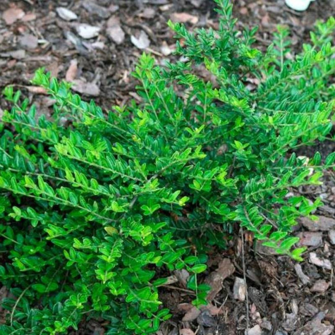 Suchodrzew chiński Variegata Lonicera pileata