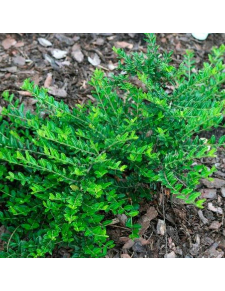 Suchodrzew chiński Variegata Lonicera pileata