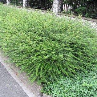 Variegata Lonicera pileata Suchodrzew chiński