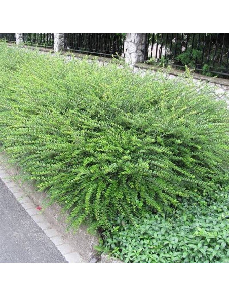 Variegata Lonicera pileata Suchodrzew chiński