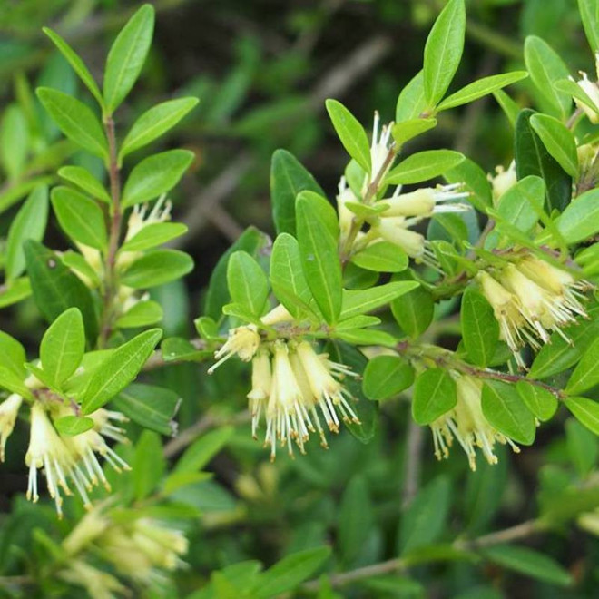 Suchodrzew chiński Lonicera pileata