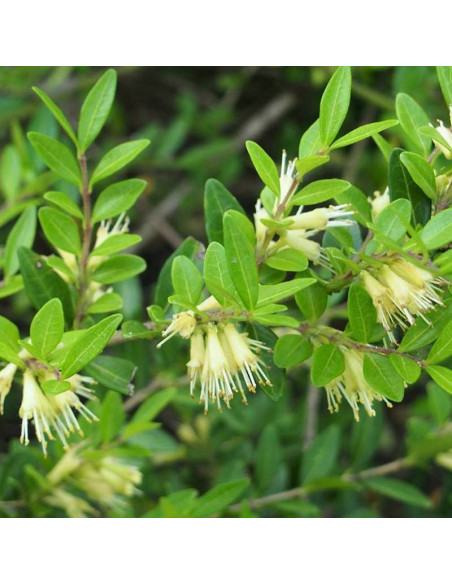 Suchodrzew chiński Lonicera pileata