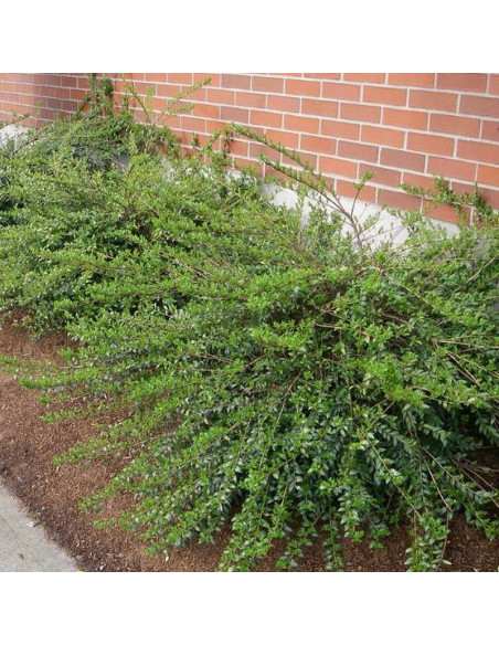 Lonicera pileata Suchodrzew chiński