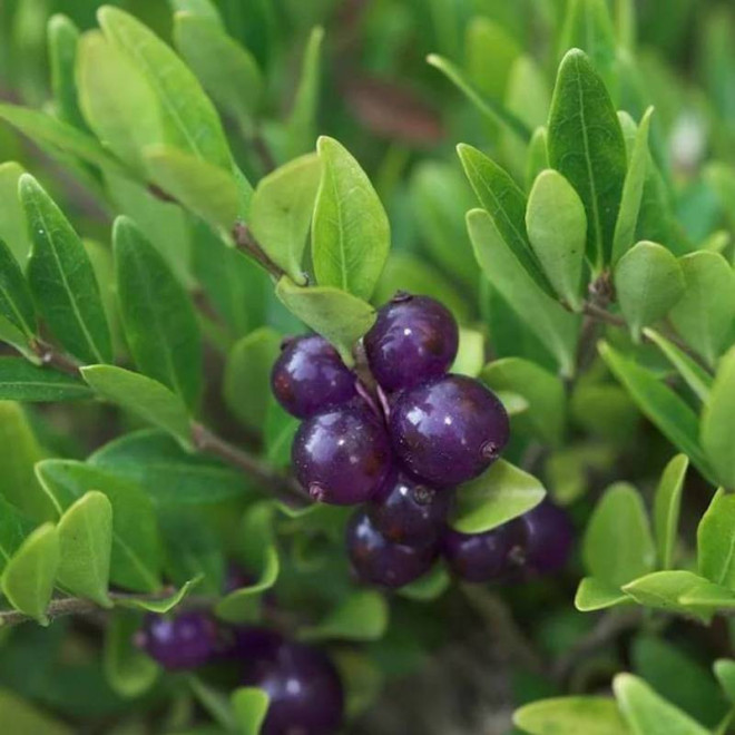 Suchodrzew chiński Lonicera pileata