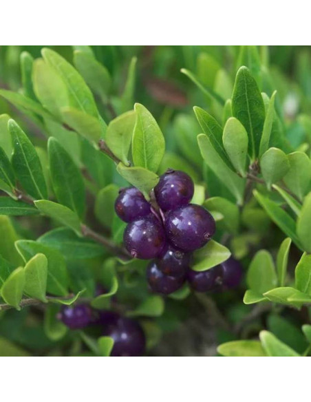 Suchodrzew chiński Lonicera pileata