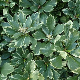 Runianka japońska Variegata Pachysandra terminalis