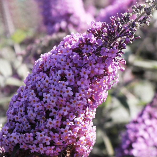 Budleja Dawida Nike Buddleja davidii