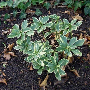 Runianka japońska Variegata Pachysandra terminalis 2