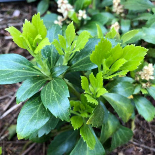 Runianka japońska Pachysandra terminalis
