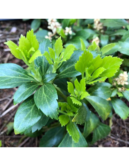 Runianka japońska Pachysandra terminalis