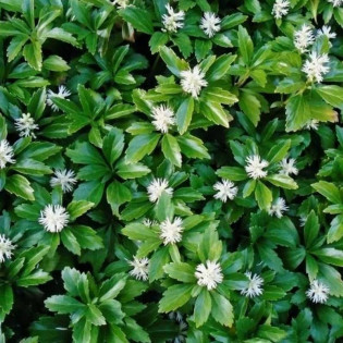 Runianka japońska Pachysandra terminalis 2