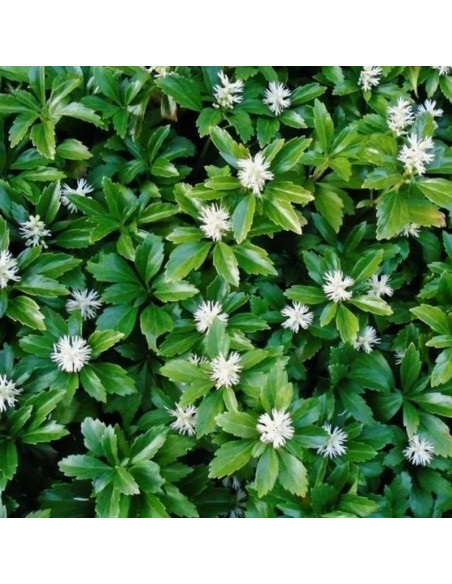 Pachysandra terminalis Runianka japońska