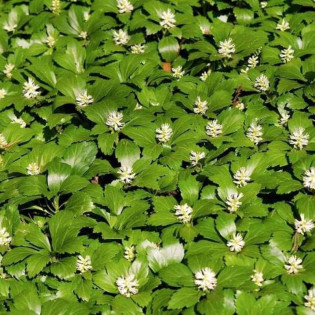 Green Carpet Pachysandra terminalis Runianka japońska