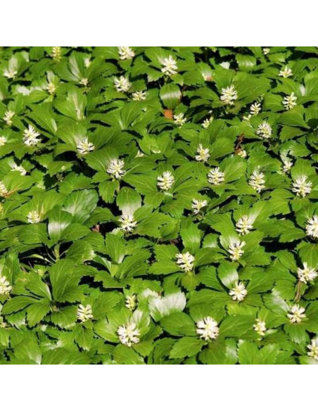 Green Carpet Pachysandra terminalis Runianka japońska