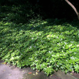 Green Carpet Pachysandra terminalis Runianka japońska 2